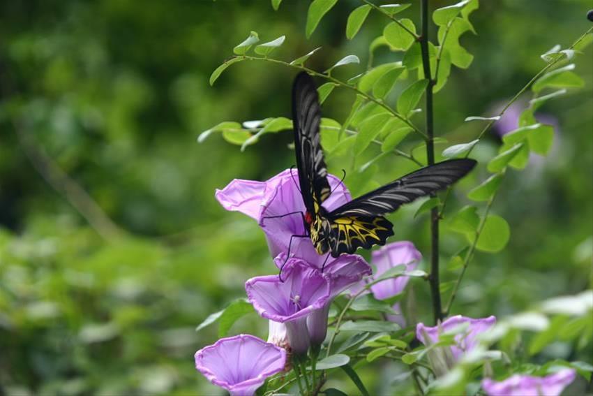 高雄洲仔濕地有第三級保育類動物「黃裳鳳蝶」出沒。 高雄市工務局/提供