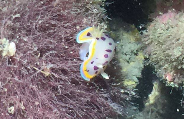 「小丘多彩海蛞蝓」現身桃園大潭藻礁，同時也成為台灣本島首次發現紀錄。 搶救大潭藻礁行動聯盟/提供