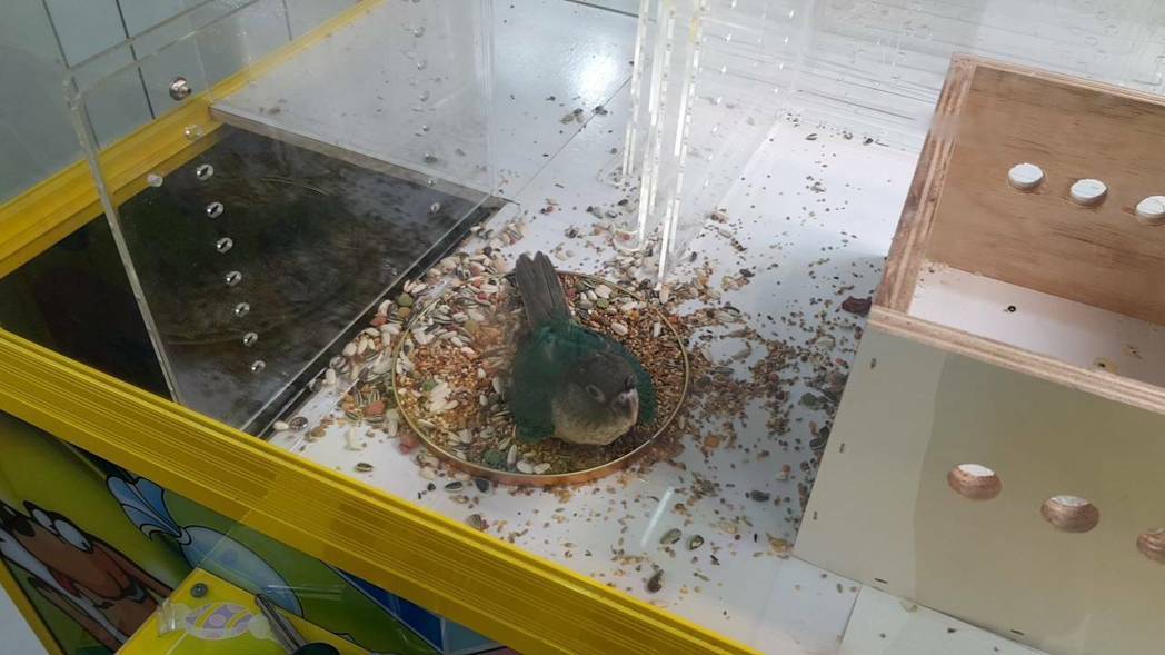 有民眾撿到走失鸚鵡，先暫時安置在夾娃娃機，引起目擊民眾誤會。 龜山派出所/提供