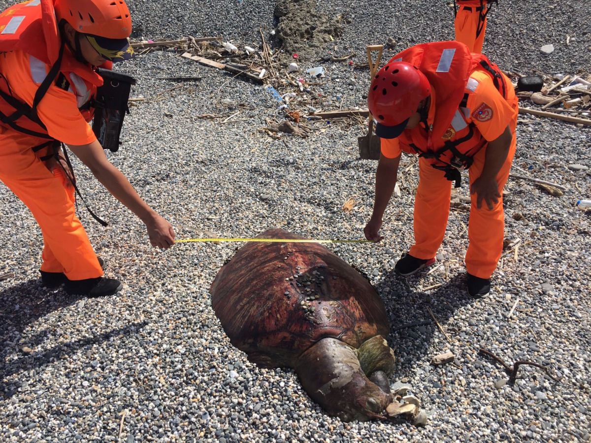 花蓮七星潭海灘上有一隻死亡多時的成年綠蠵龜。 第十二岸巡隊/提供