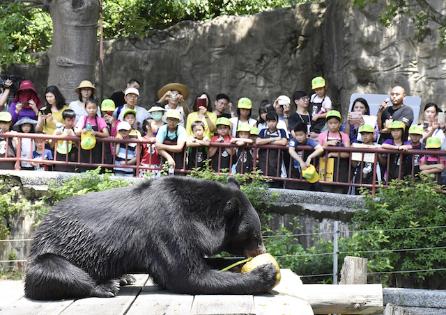 壽山動物園的台灣黑熊「波比」享用著清涼的椰子冰。 高雄觀光局/提供