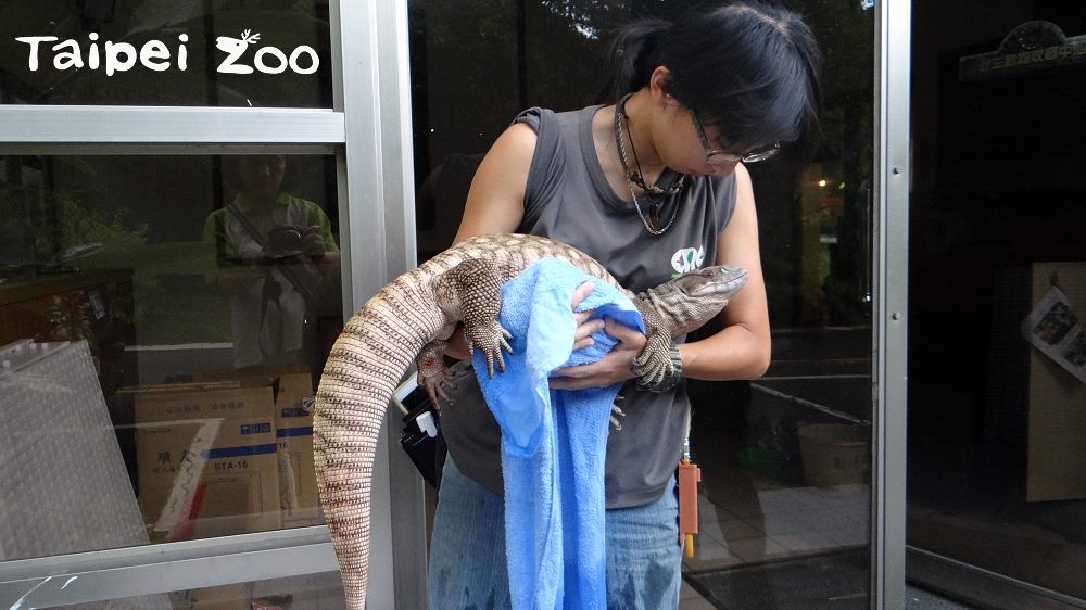 台北市立動物園保育員帶著草原巨蜥到戶外曬太陽。 台北市立動物園/提供