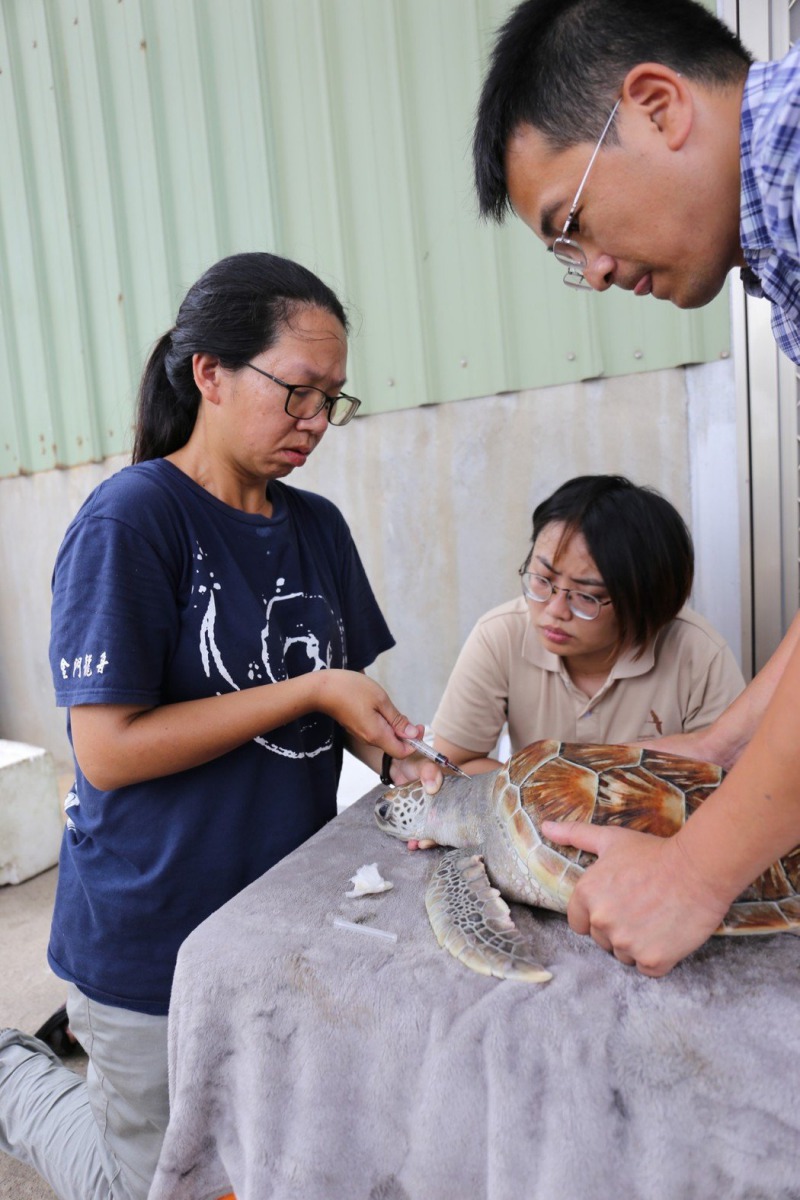 金門野生動物救援暨保育協會獸醫們替31日發現到的海龜進行檢傷與治療。 金門縣政府/提供