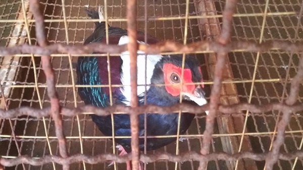 保七總隊第四大隊日前查獲宜蘭礁溪某餐廳違法飼養保育類藍腹鷴。 保七總隊/提供