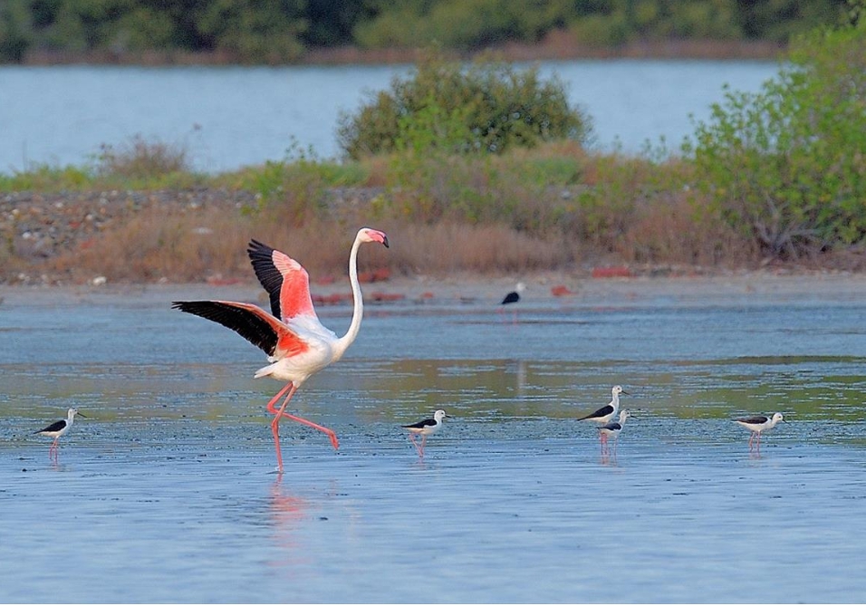高雄永安濕地近日飛來了一隻難得一見的大紅鶴。 高雄市養工處/提供