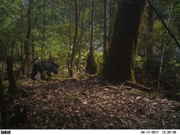 今年四月自動相機記錄到台灣黑熊出沒楠仙溪林道。 玉管處/提供