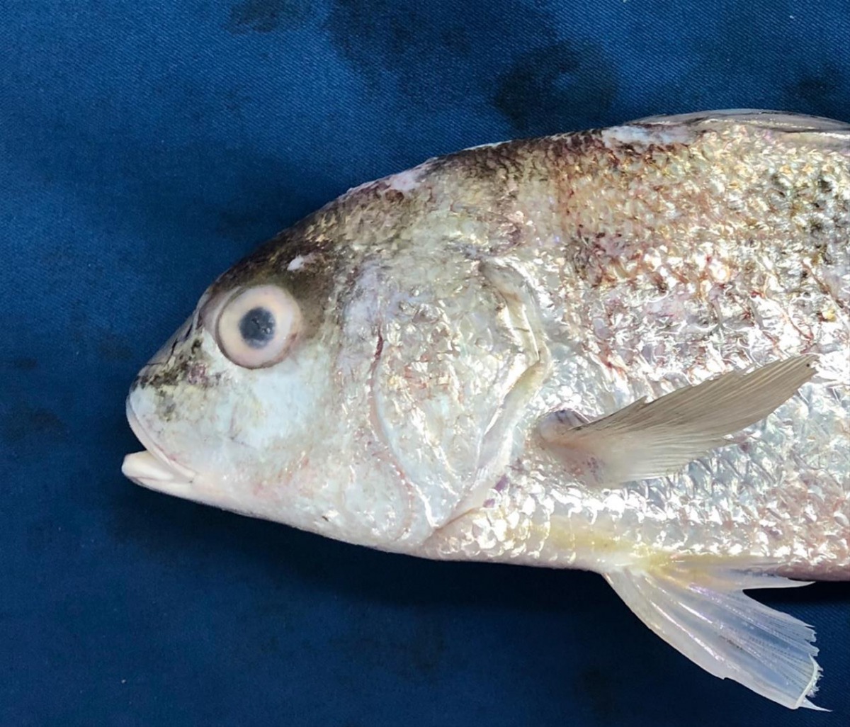 炎熱的天氣導致魚隻感染鏈球菌。 高雄市動保處/提供