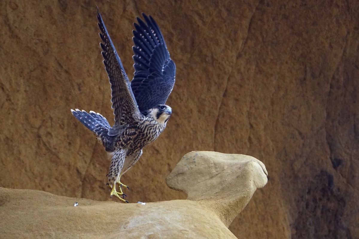 一級保育類動物遊隼在深澳地區有穩定的族群。(圖為遊隼正在練飛) 基隆鳥會/提供