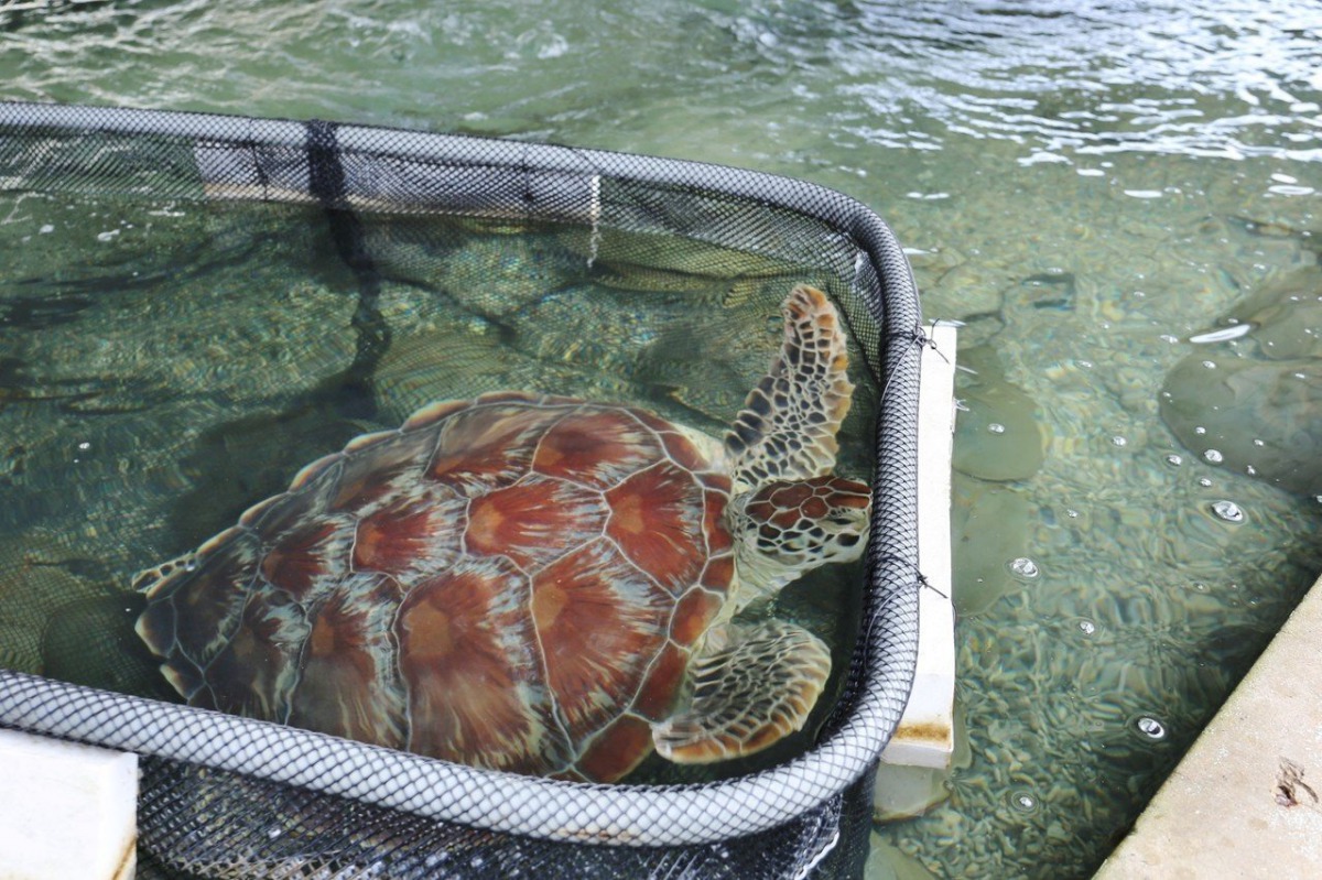 金門縣昨日有出現1隻落難海龜,這已經是金門近半個月來救援的第4隻落難海龜。 金門縣政府/提供