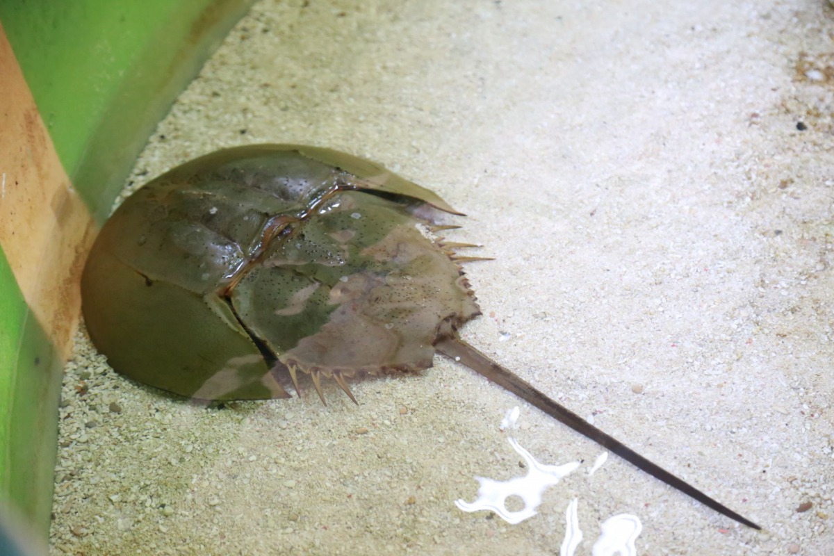 嘉義縣政府舉辦「七夕鱟保育日-守鱟一生」活動，邀請民眾一起來見證活化石「鱟」復育的成果。 嘉義縣政府/提供