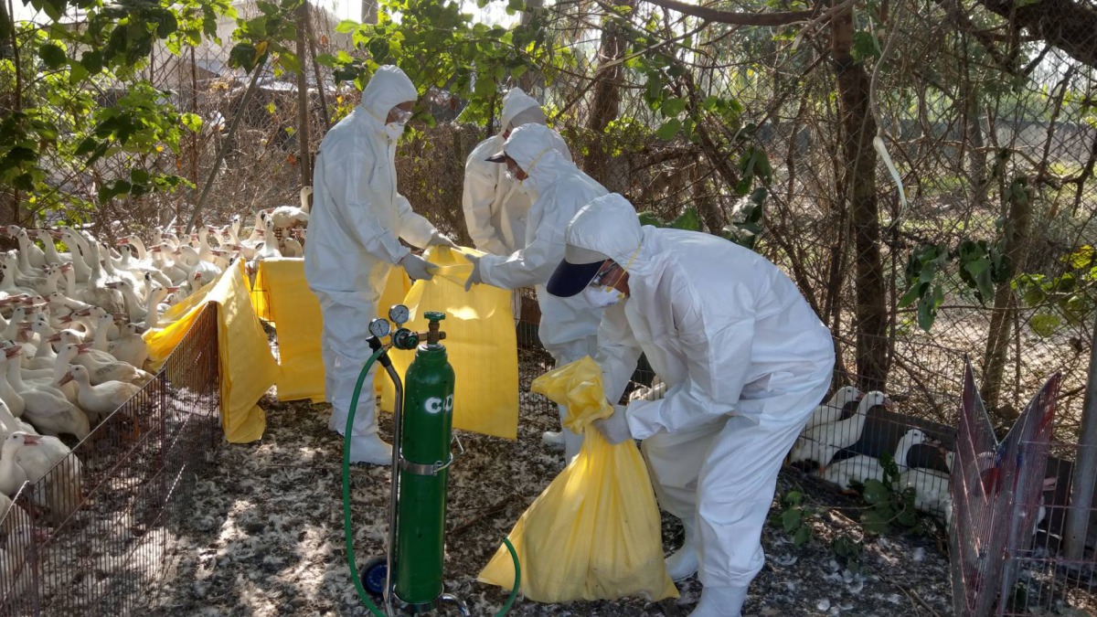 屏東縣動物防疫所在確診禽流感的鴨場執行撲殺作業。 屏東縣農業處/提供