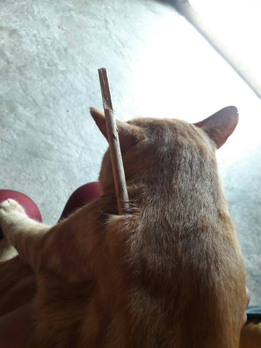 遭人惡意用十字弓射傷的貓咪「橘子」。 苗栗動物保護防疫所/提供