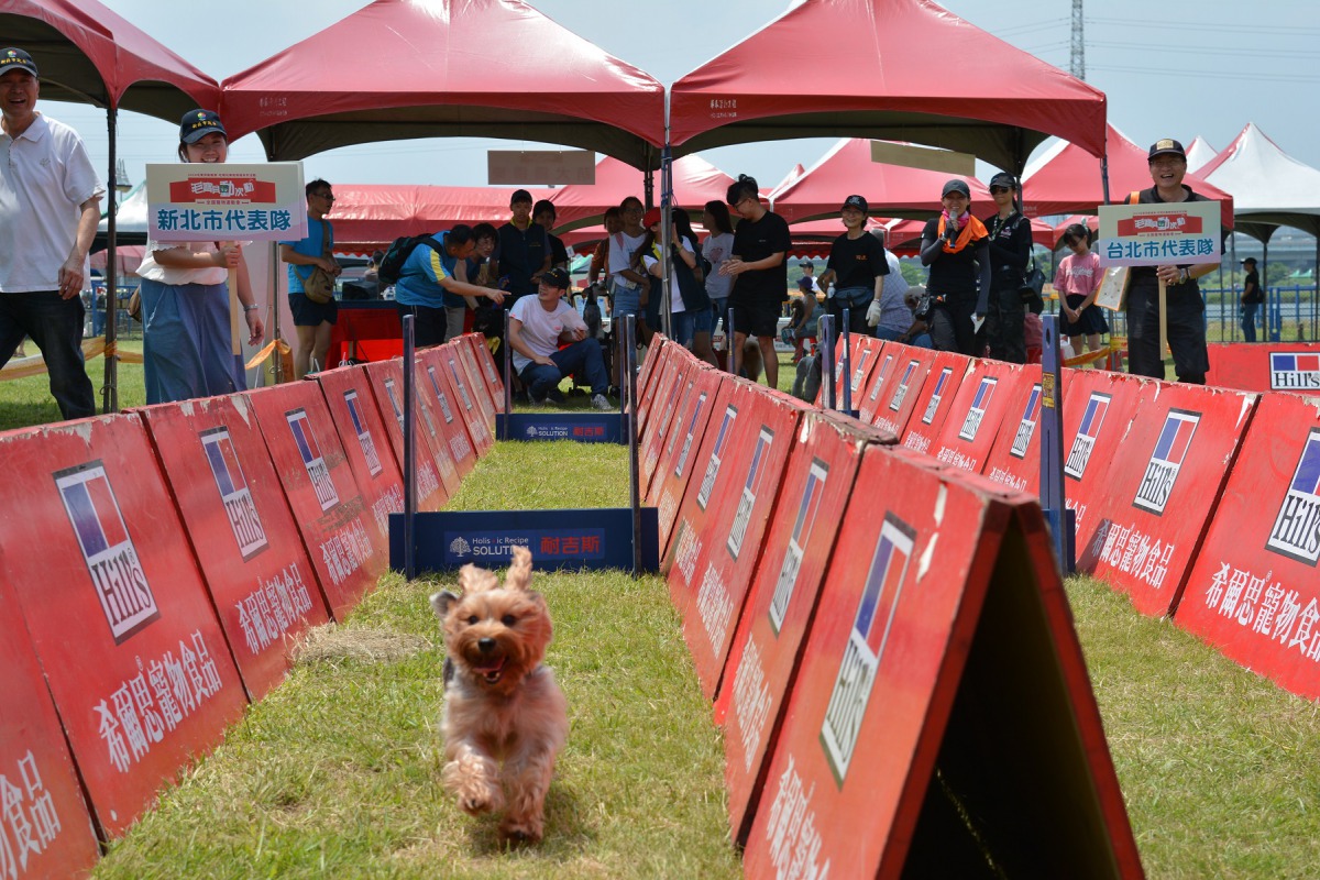新北市動保處舉辦「毛寶貝動次動寵物運動會」，現場有許多飼主帶著毛寶貝前來報名參加。 新北市動保處/提供