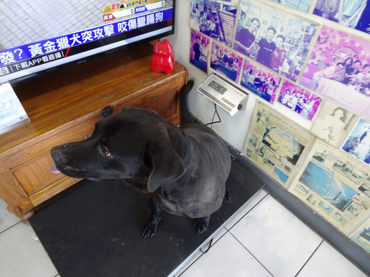 台北市光復橋下日前發生一起虐狗事件，目前受傷的犬隻已經康復。 台北市動保處/提供