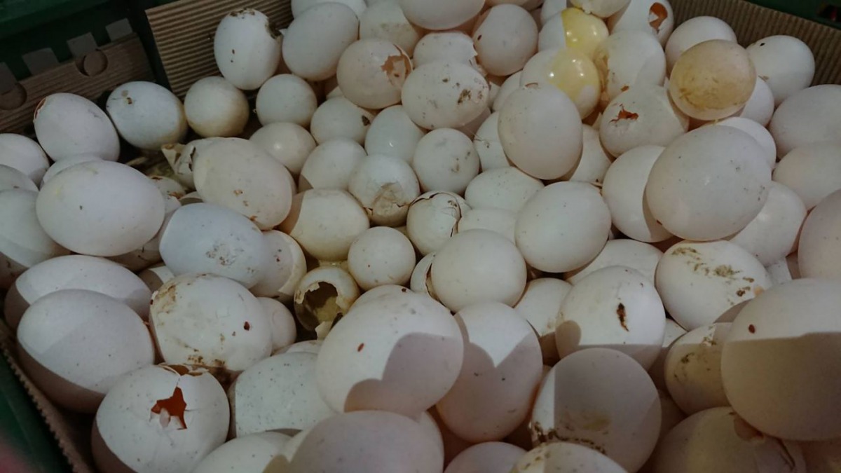 桃園元山蛋品公司被查獲用外觀變質或發霉長蟲的劣蛋，打成蛋液轉賣給下游業者。 桃園地檢署/提供