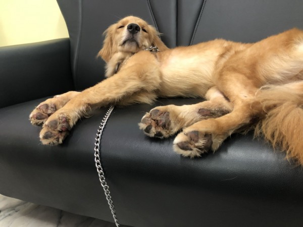 黃金獵犬遭飼主用機車牽引，導致腳掌受傷流血，目前改由志工安置。朱建銘/提供