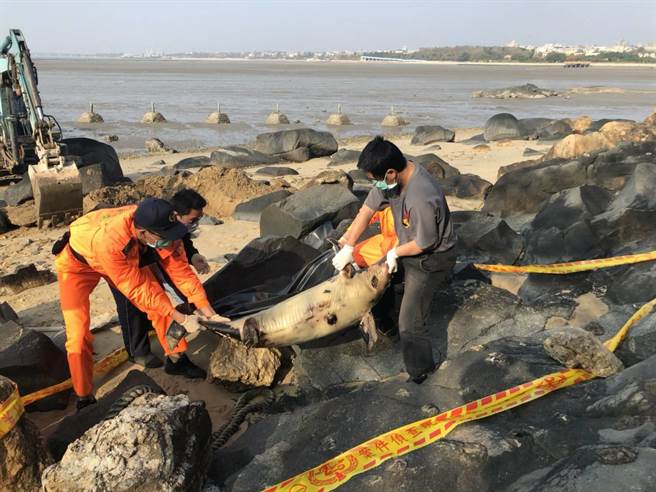 金門岸巡總隊人員發現一隻已經死亡的保育類江豚。 金門岸巡總隊/提供