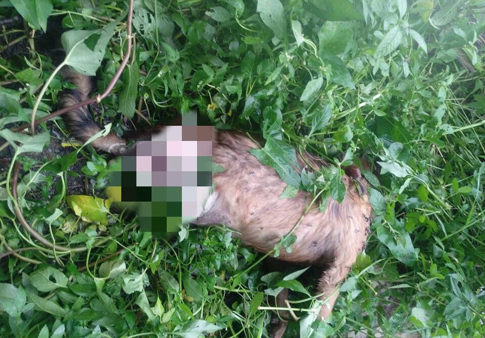 高屏大橋下的一處廢棄工寮外的草叢裡的斷腿狗屍。 王姓愛媽/提供