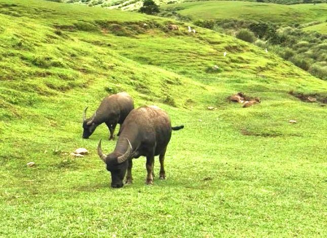 擎天崗草原上的水牛因時常與遊客發生衝突，陽管處發起牛隻去留的問卷調查。姚崇仁/翻攝 