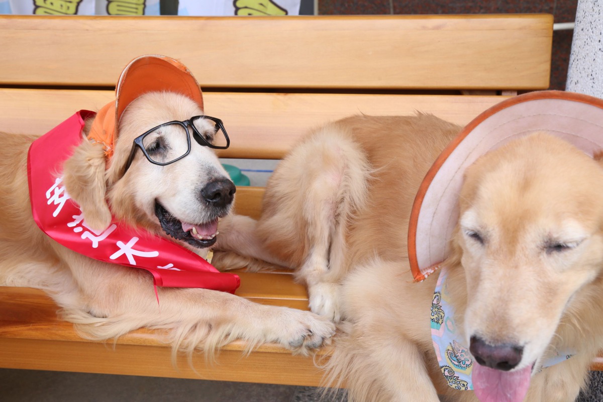 「罔市」(左)、「蕗米」加入義賣募款的行列，協助興建長照中心。 嘉義縣政府/提供