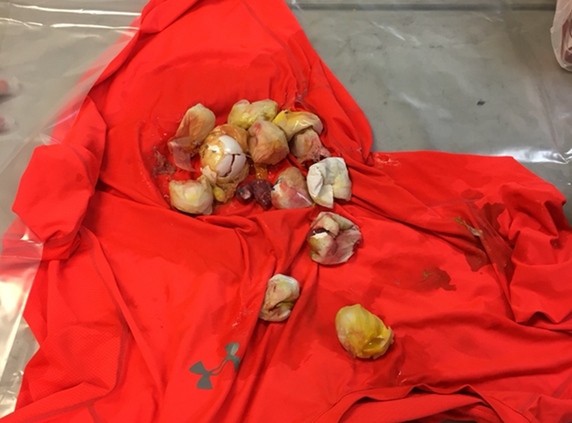 台籍顏姓男子攜帶受精鳥蛋入境遭海關人員查緝，情急之下將鳥蛋全部壓碎。 海巡署/提供