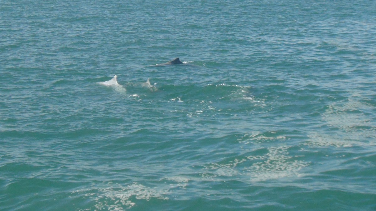 海巡隊的新任務是協助記錄白海豚出沒。圖為十三海巡隊8月21日於雲林麥寮港外0.5浬處拍攝。 海巡署/提供