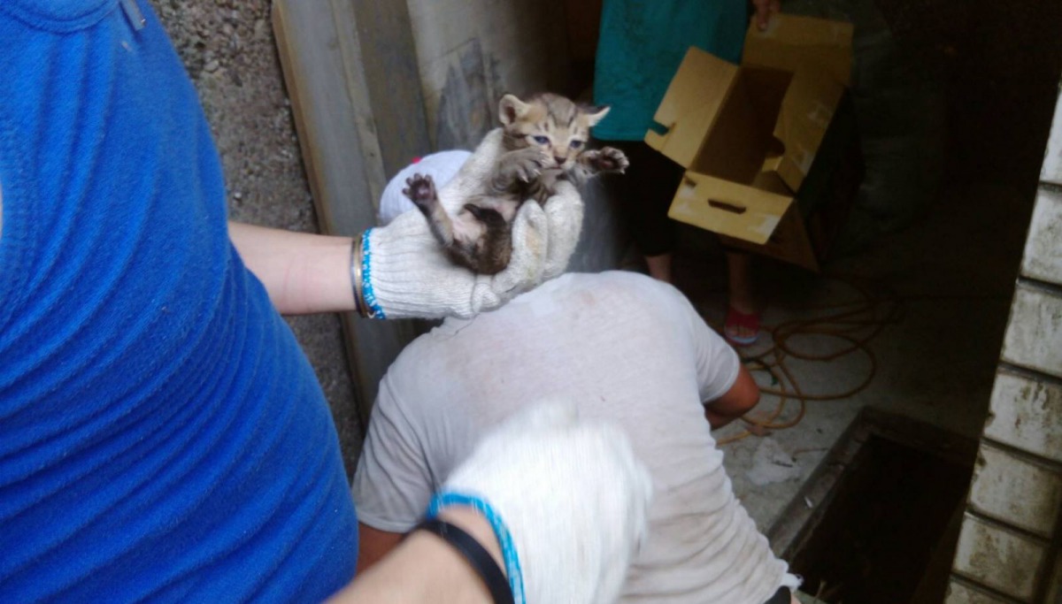 新北市動保處救援卡在水管內的小幼貓。 新北市動保處/提供