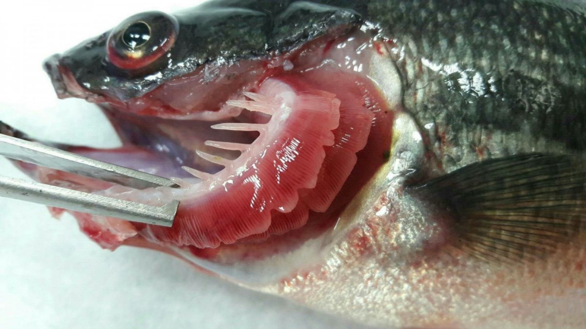 金山區一處魚塭有近千尾鱸魚感染車輪蟲致死。 新北市動保處/提供