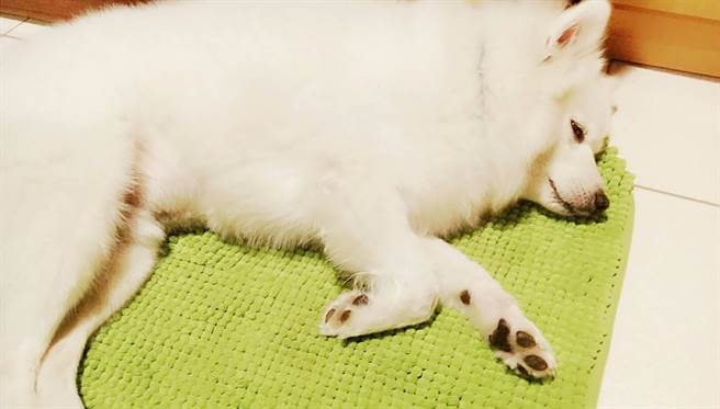 誤食毒餌的狐狸犬「米魯」急救後搶回一命。 羅小姐/提供