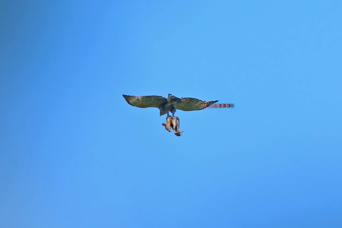 鳥友拍攝到熊鷹獵捕山羌的珍貴畫面。 張佑誠/提供