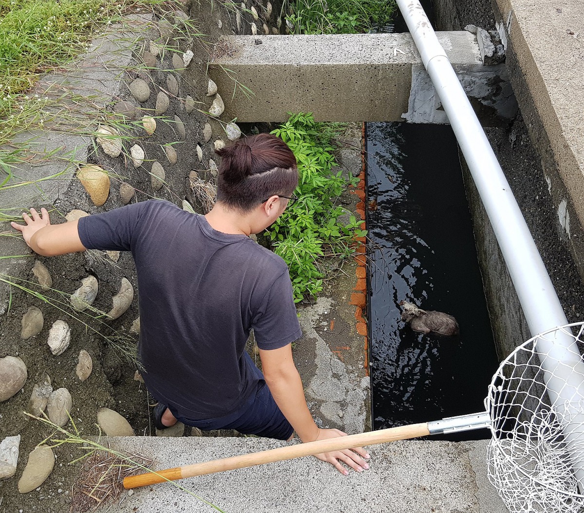 台灣動物緊急救援小組救援人員冒險進入水溝中救溺水狗。 台灣動物緊急救援小組/提供