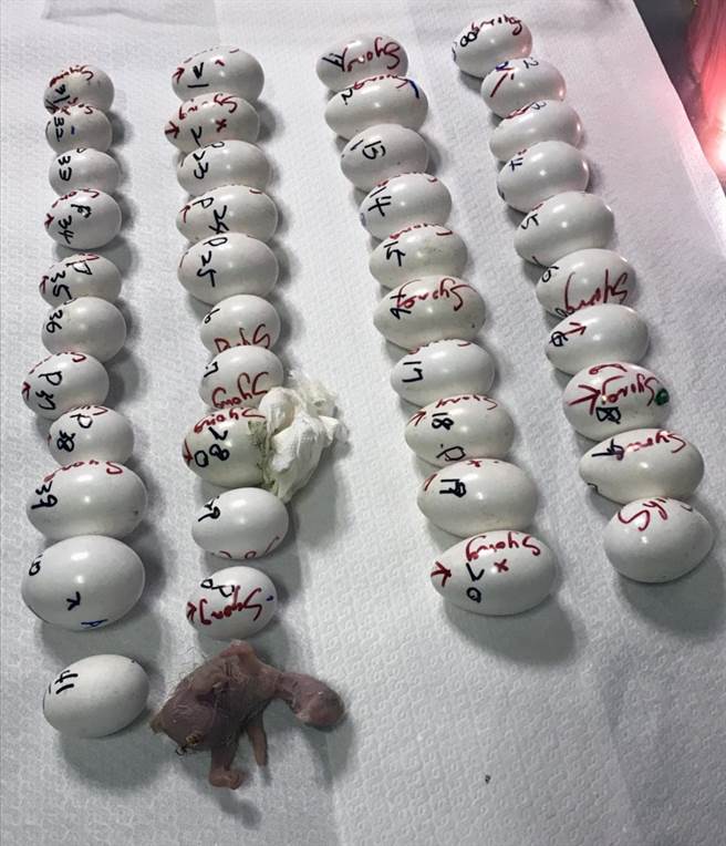 海關從旅客行李中查獲41顆受精禽鳥蛋，其中一顆已經破裂的蛋還可看見雛鳥的型態。 關務署台北關/提供