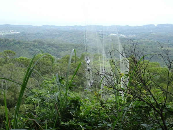 林管處巡山員在苗栗通霄山區驚見大型鳥網。 新竹林管處/提供