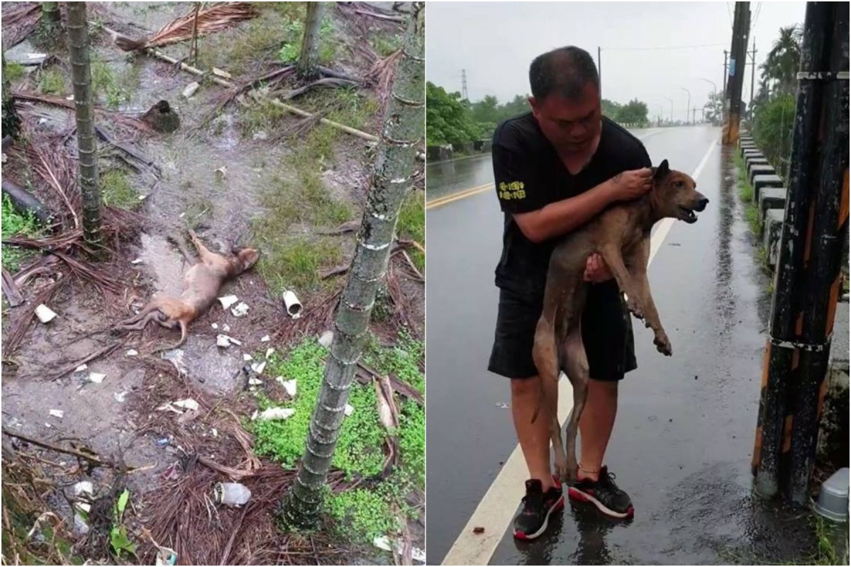 動保人士徐文良救援被人丟下橋的浪犬。 徐園長護生園/提供