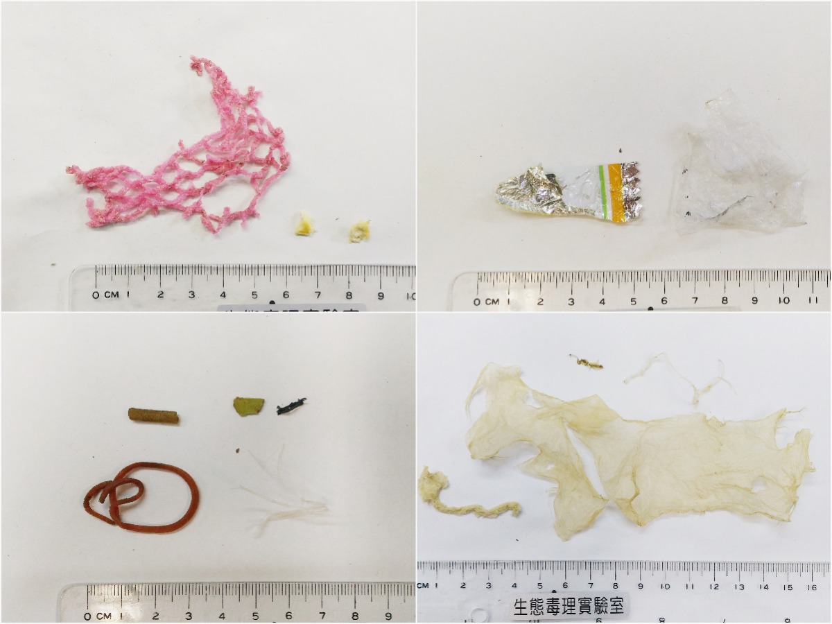 海生館日前所收容安置的4隻海龜糞便中都被發現到人造垃圾。 海生館/提供