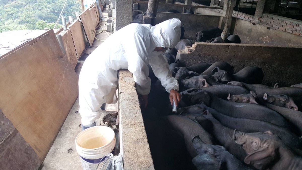 新北市畜牧產業急需新血投入防疫工作。 新北市動保處/提供