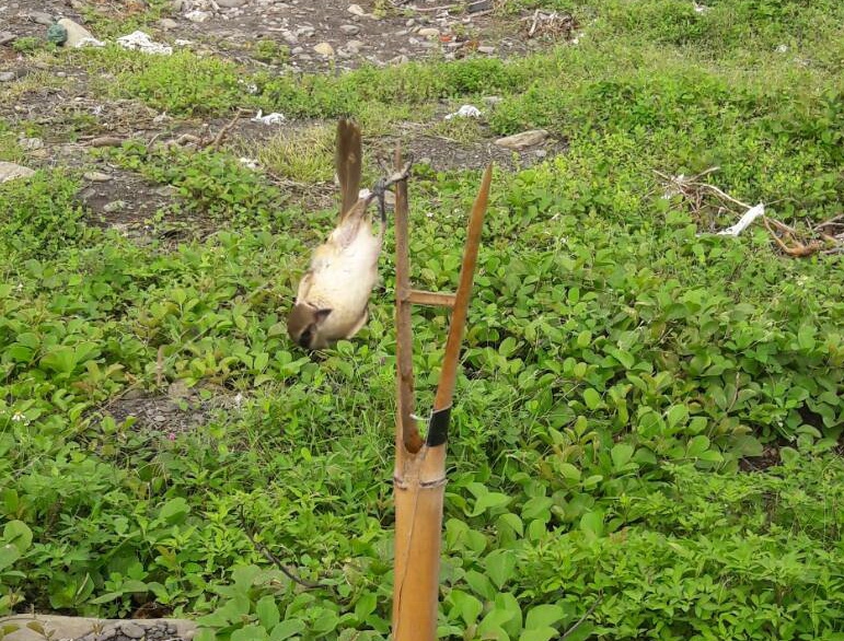 落難捕鳥陷阱的第三級保育類紅尾伯勞。 屏東林管處/提供