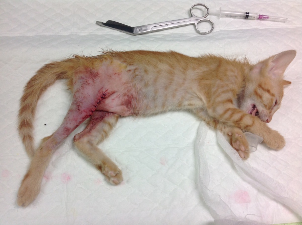 從校園樹上掉落的貓咪經過手術後已恢復行動力。 新北市動保處/提供