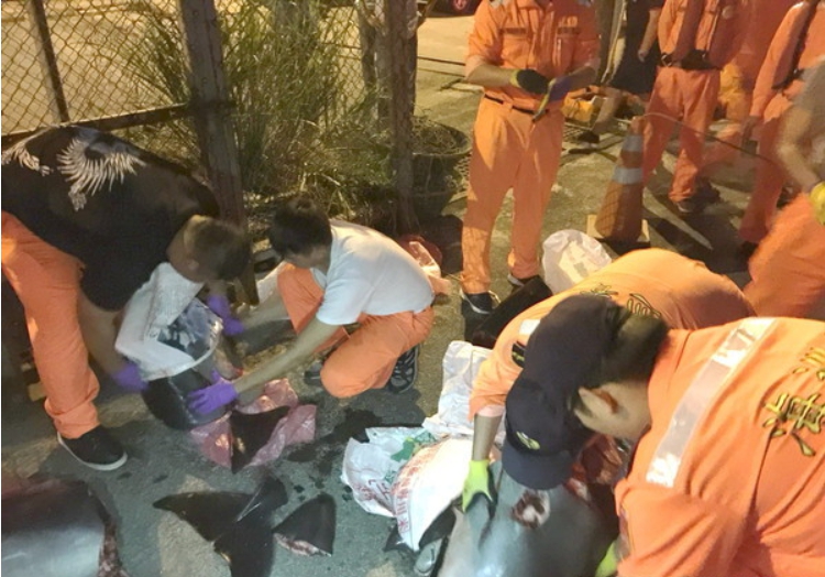 4月初海巡人員查獲漁船非法獵捕保育類瓶鼻海豚。 台灣動物新聞網資料照片海巡第一岸巡隊/提供