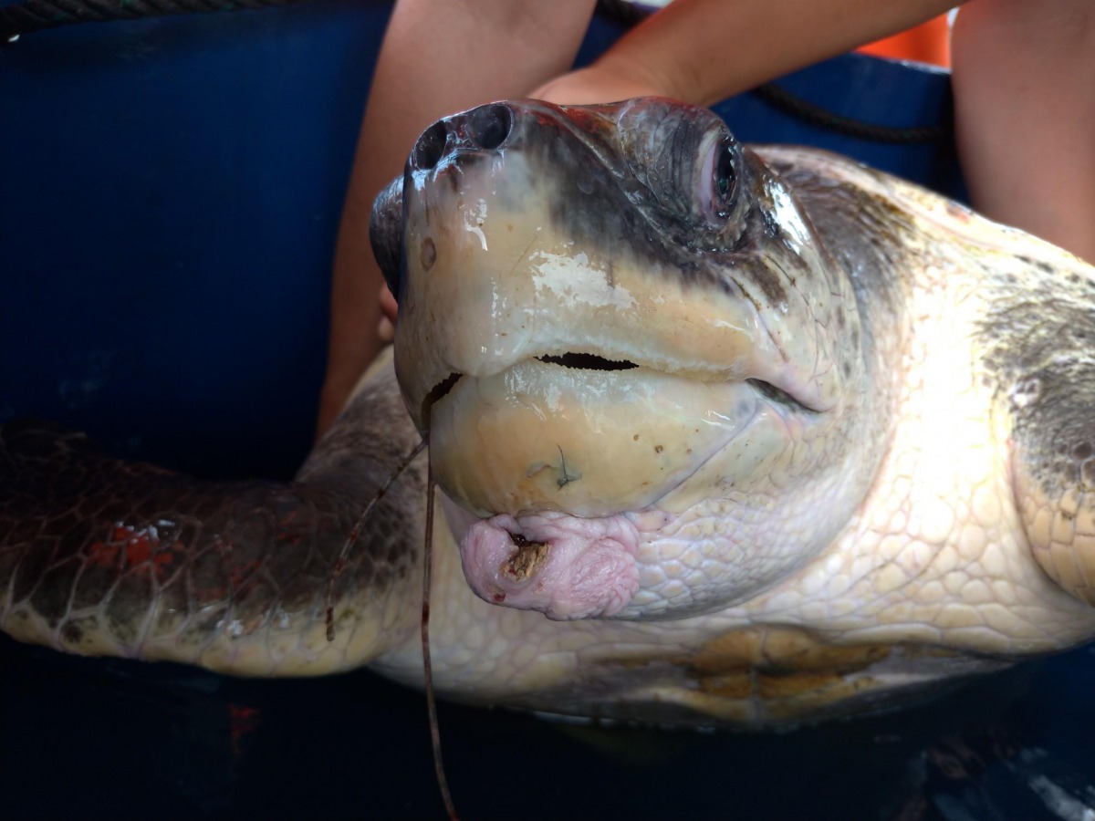 日前在花蓮港區有漁民發現一隻嘴巴被魚鉤勾住的欖蠵龜。 第一二岸巡隊/提供