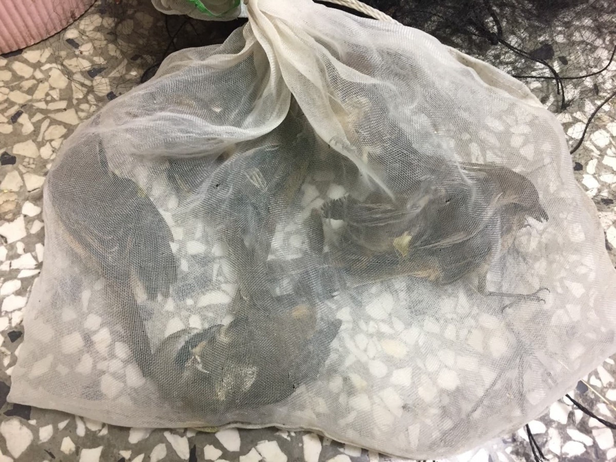 保七員警抓到民眾架設鳥網獵捕共6隻保育類紅尾伯勞鳥。 保七總隊第八大隊/提供