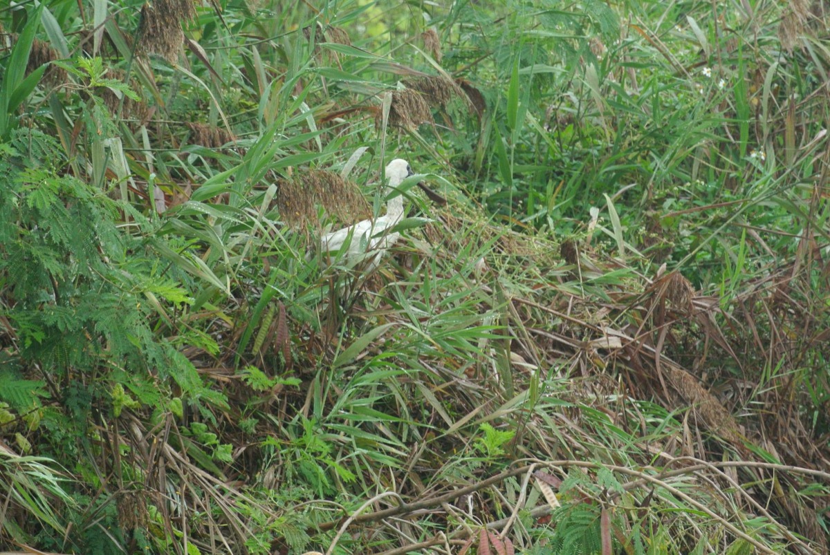 日前在茄萣濕地有一隻受困的黑面琵鷺。 黃蜀婷/提供