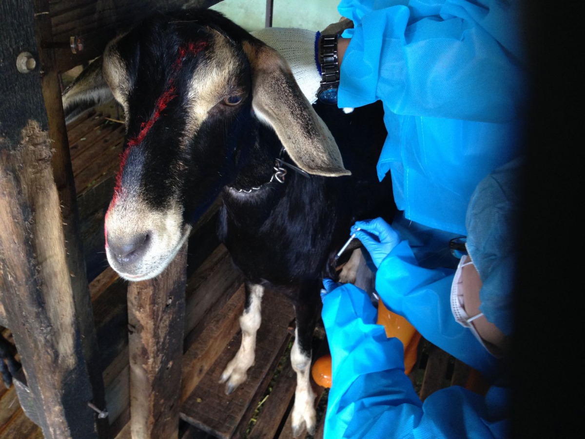 動保處協助農戶注射羊痘疫苗。 新北市動保處/提供