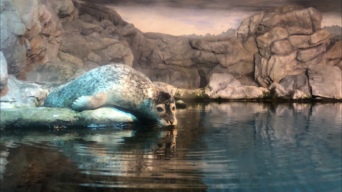 屏東海生館提升館內兩隻海豹的醫療照護。 海生館/提供