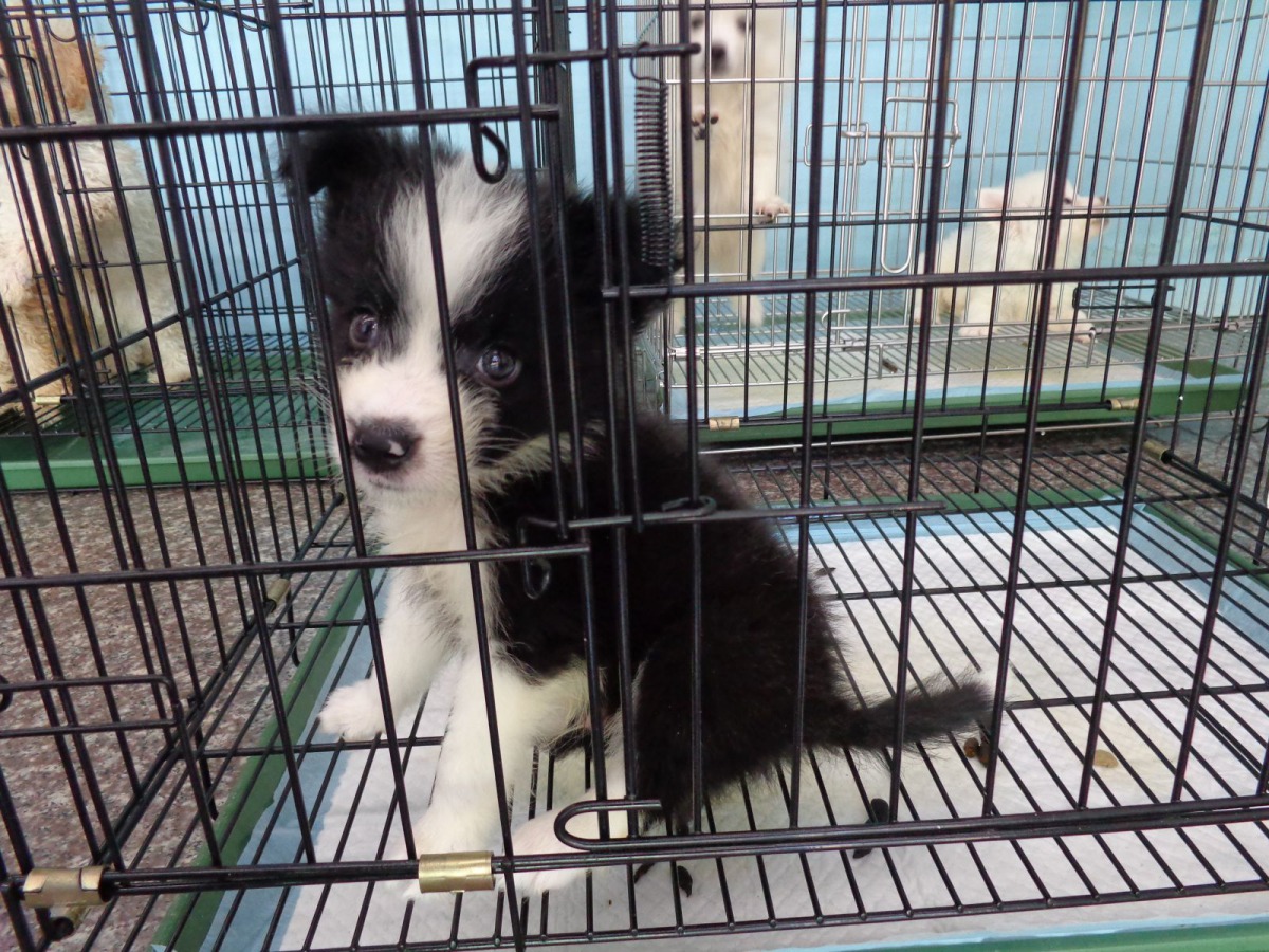 《特定寵物業管理辦法》規定寵物業者在10月17日前進行換發許可證，雖不到1個月但仍有上百間業者尚未換證。 新北市動保處/提供