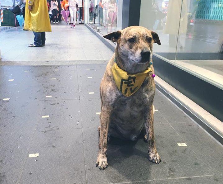 出沒在台中逢甲夜市的「小虎」深受店家和民眾的愛待。粉絲專業「小虎」/提供