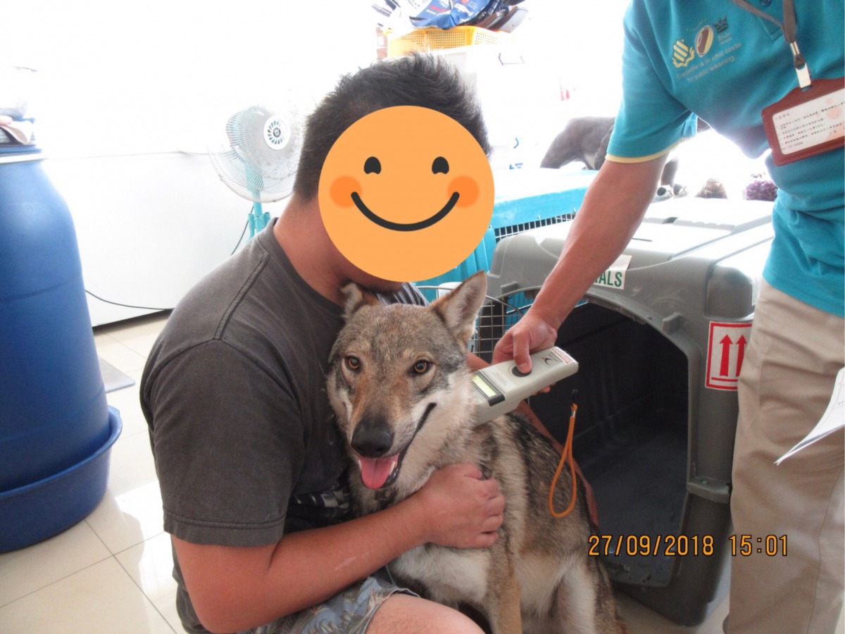 苗栗縣動保所前往引進捷克狼犬的寵物業者稽查。 苗栗縣動保所/提供