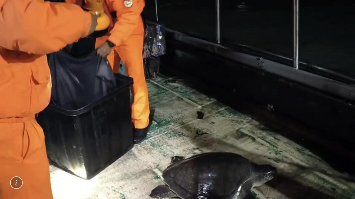 漁民在整理漁網的時候發現一隻欖蠵龜困在網中,於是通知海巡人員前來處理。 第四岸巡隊/提供