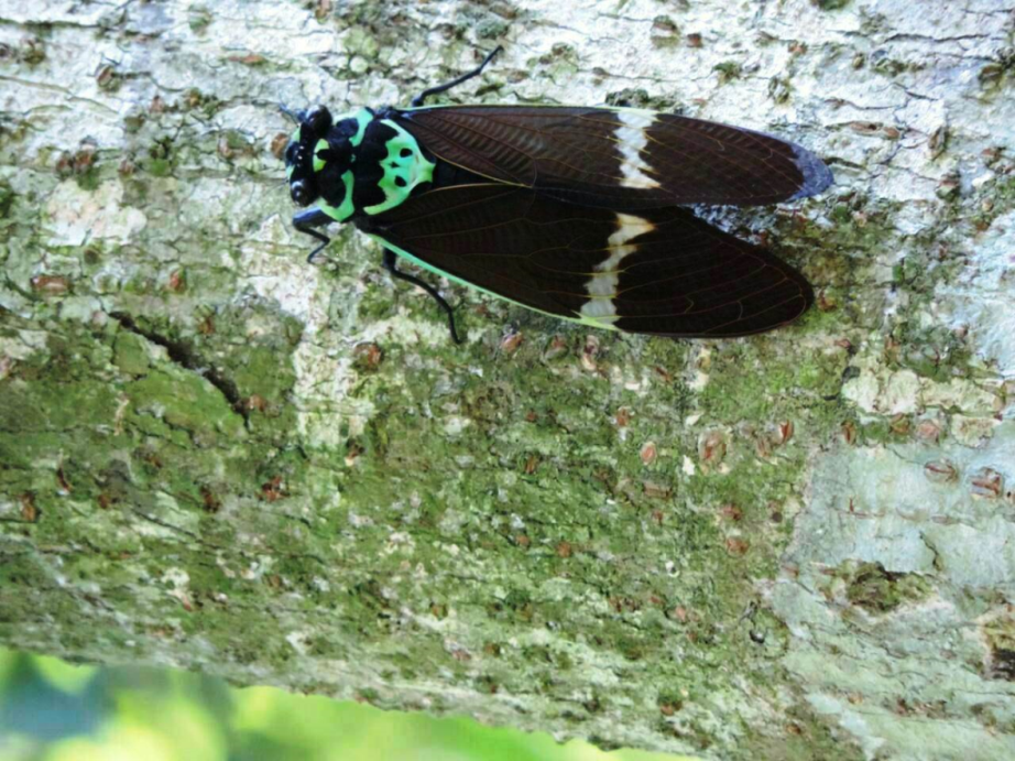 有「黑美人」之稱的「台灣爺蟬」因為外表亮麗過去常被捕捉製成標本。 嘉義林管處/提供