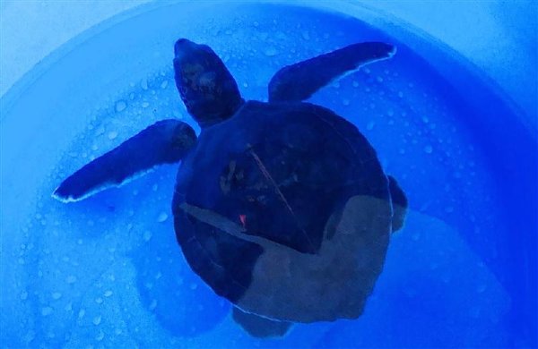 遭海浪帶入港區的巴掌大海龜。 岸巡七總隊/提供